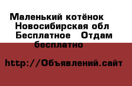 Маленький котёнок ! - Новосибирская обл. Бесплатное » Отдам бесплатно   